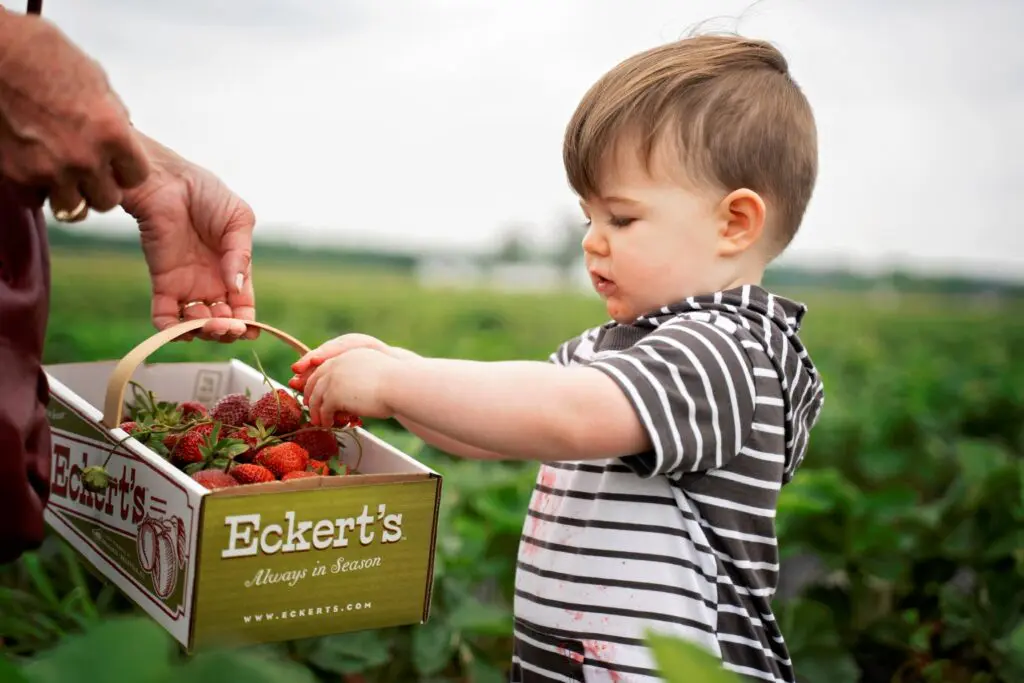 Strawberry Picking