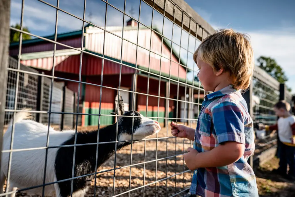 A young child interacts with a goat behind a fence at a farm.