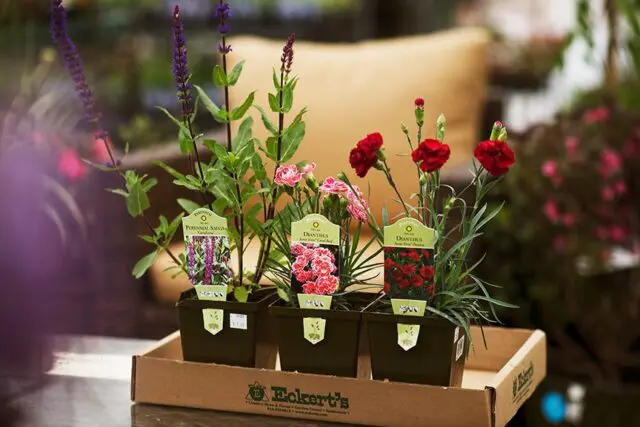 Assorted potted flowers with labels on a table, surrounded by garden foliage.