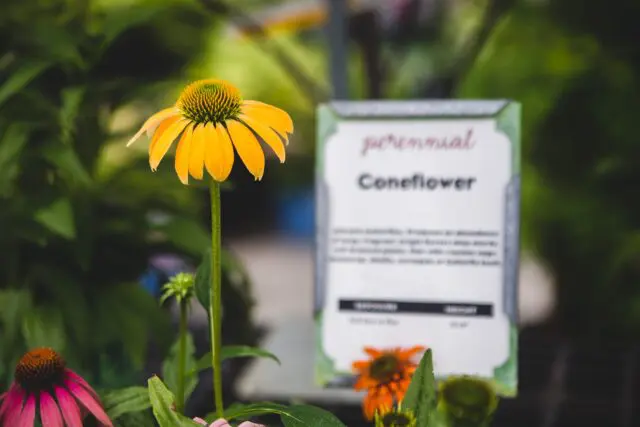 Perennials - one yellow coneflower and signage.