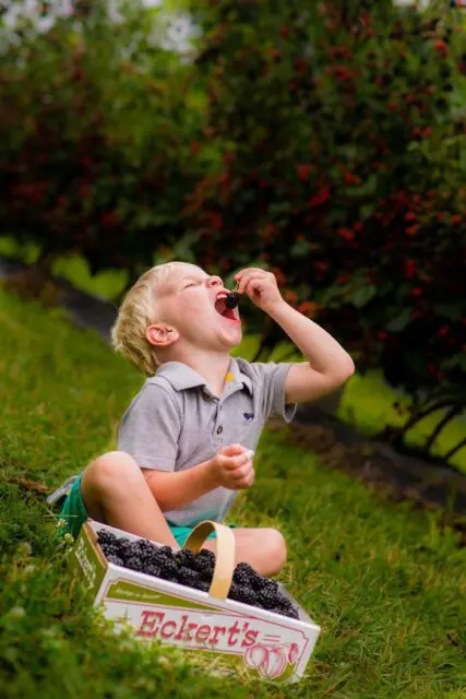 A child sits on the grass eating berries next to a basket full of them with trees in the background.
