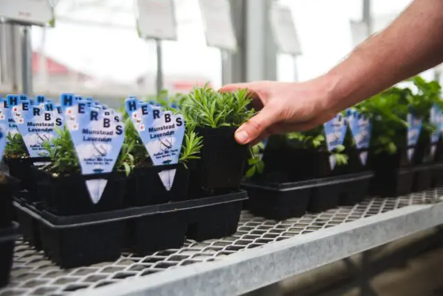 Herbs at Eckert's - man reaching for lavender herbs