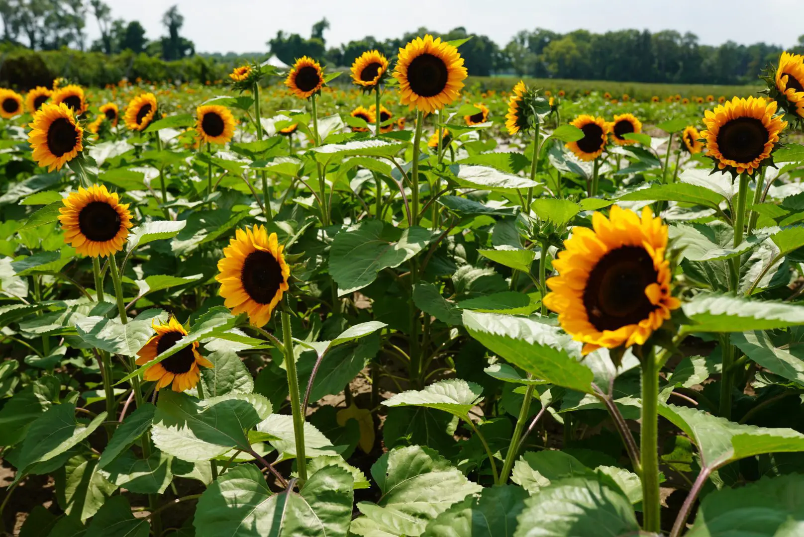 A picture of a sunflower field