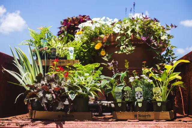 Plant Combo from Eckert's