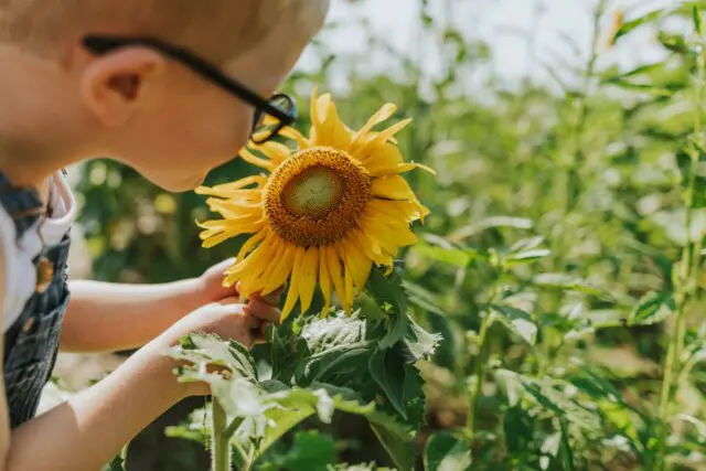 A child wearing glasses closely examines a sunflower in a sunlit garden.