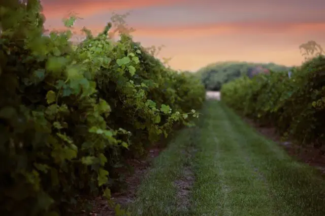 A picture of a raspberry orchard field