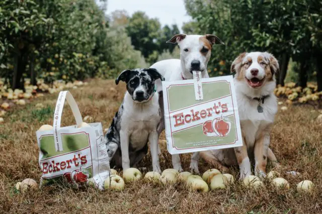 bags of Golden Delicious Apples in field with three dogs