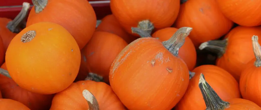A picture of pumpkins