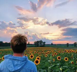 A person gazes at a stunning sunset over a field of sunflowers.