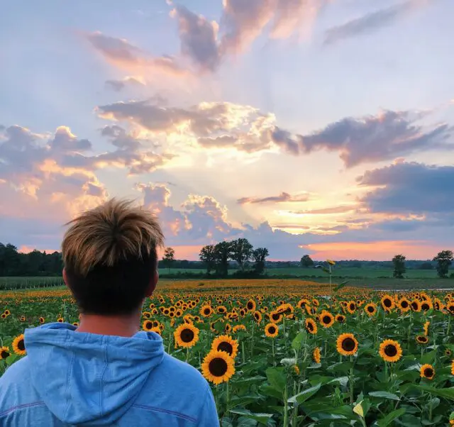A person gazes at a stunning sunset over a field of sunflowers.