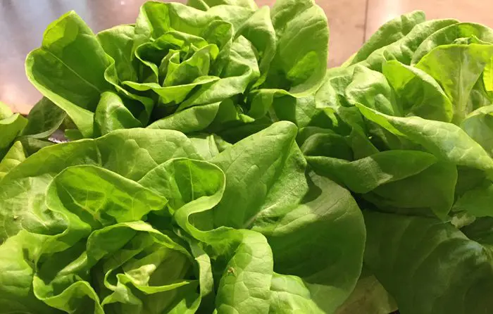 Eckerts Hydroponic Lettuce