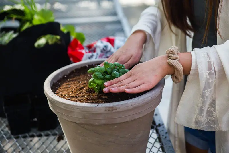 Growing-Herbs-with-Angie-Eckert-1.jpg