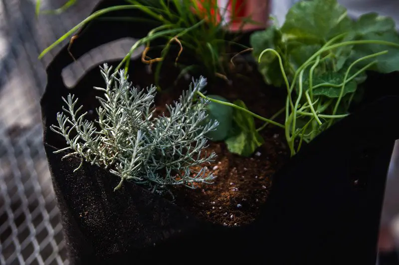 Growing-Herbs-with-Angie-Eckert-4.jpg