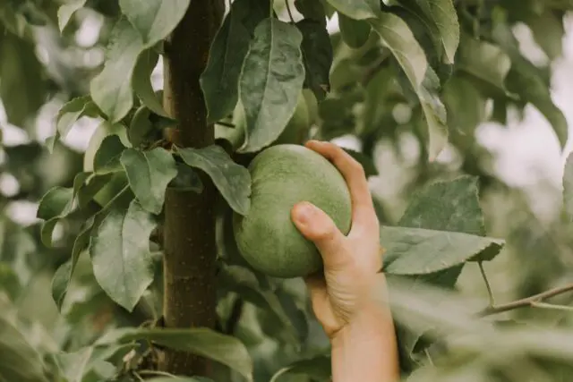 A picture of a hand picking an apple.