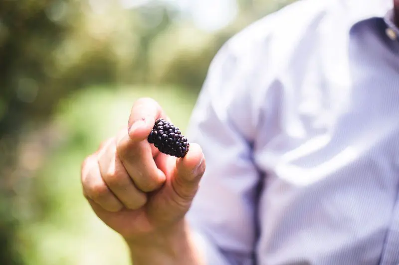 Notes from the Farm---Eckert's-Blackberries-1.jpg