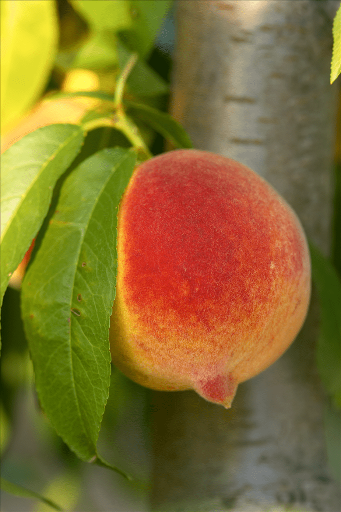A picture of a peach on a tree