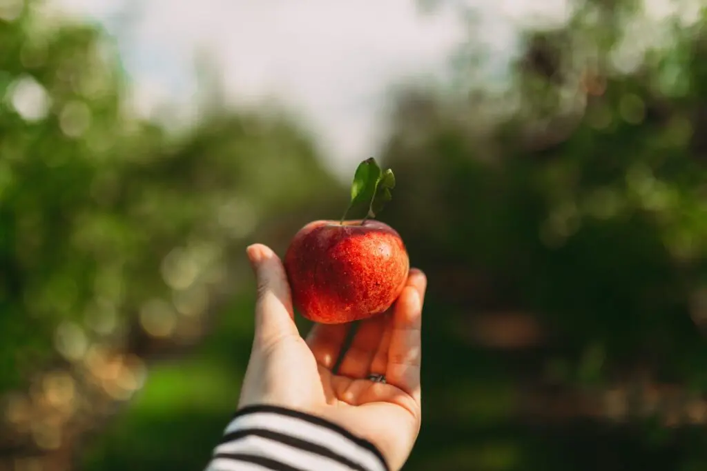 A picture of a woman holding an apple in front of an orchard background