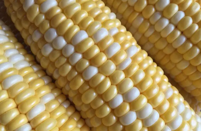 Shucked Sweet Corn