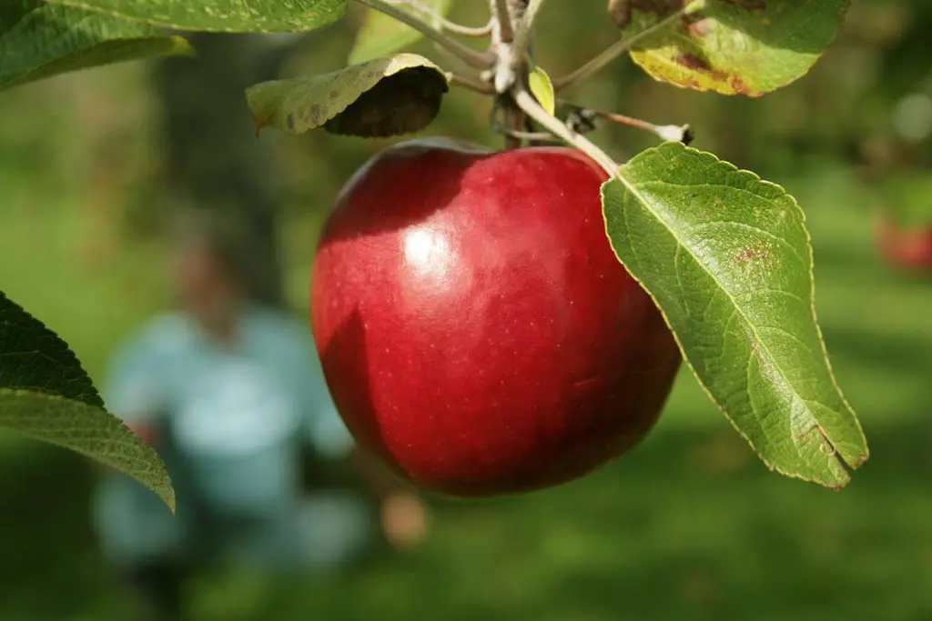 apple-2Bon-2Btree-300x2001.jpg