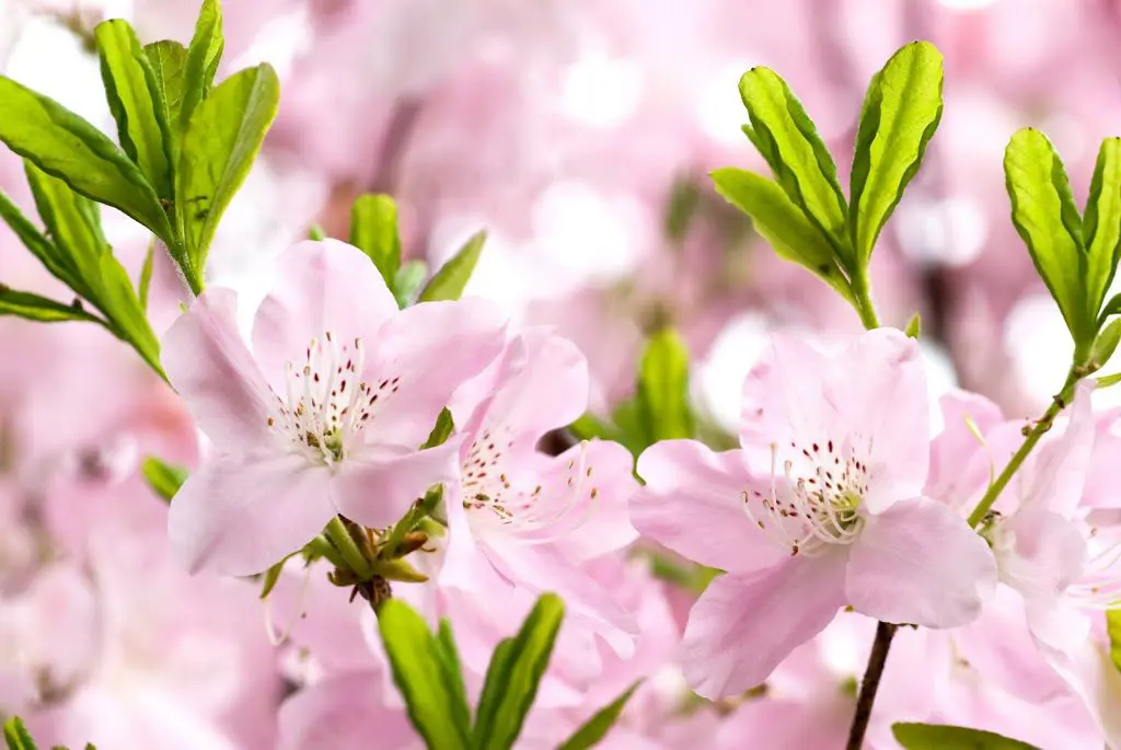 azalea-2B1-300x2001.jpg