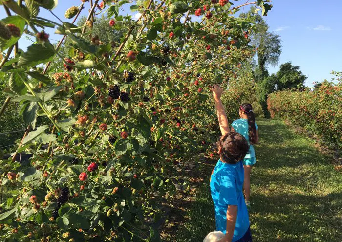 Two chidlren are picking berries from lush bushes in a sunny orchard.