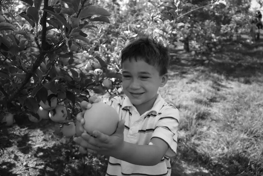 Boy Picking Apples B & W