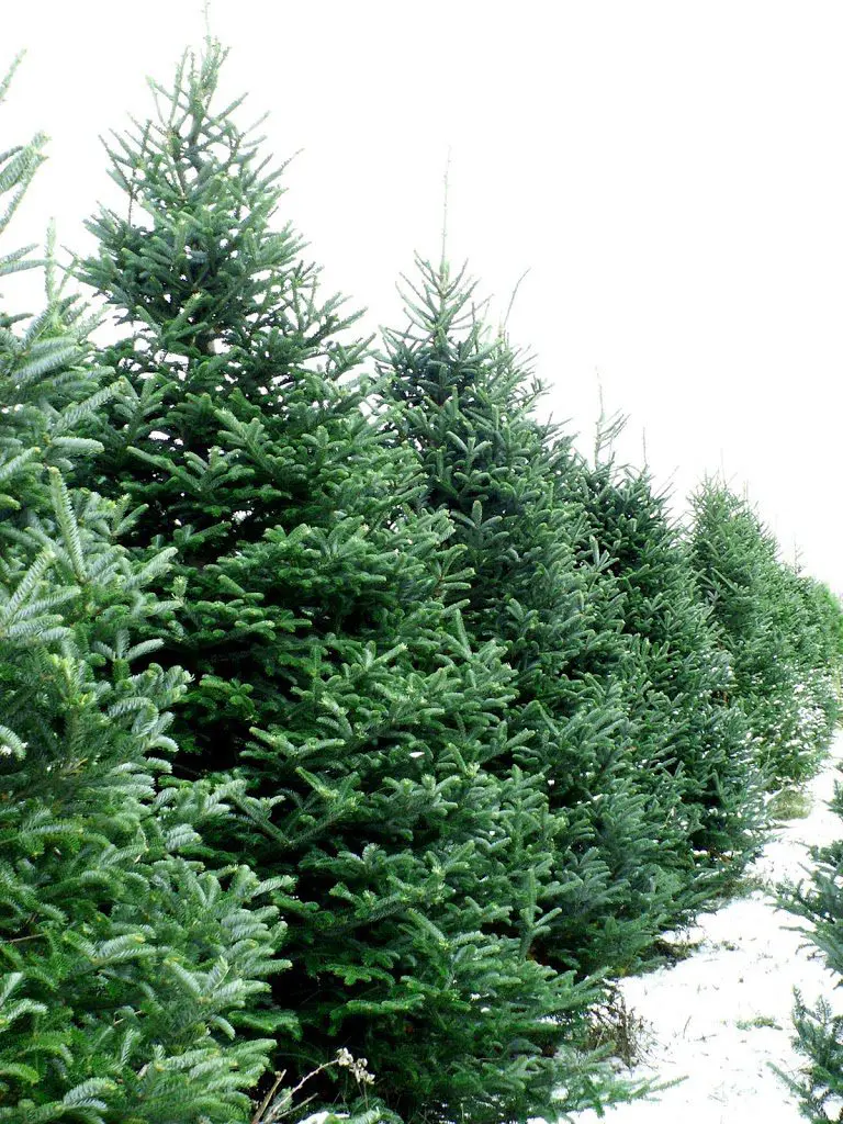 christmas-2Btree-2Bfarm-225x3001.jpg