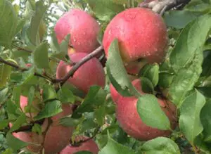 Fuji Apples on a Tree