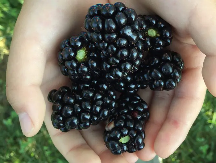 A picture of hands holding backberries