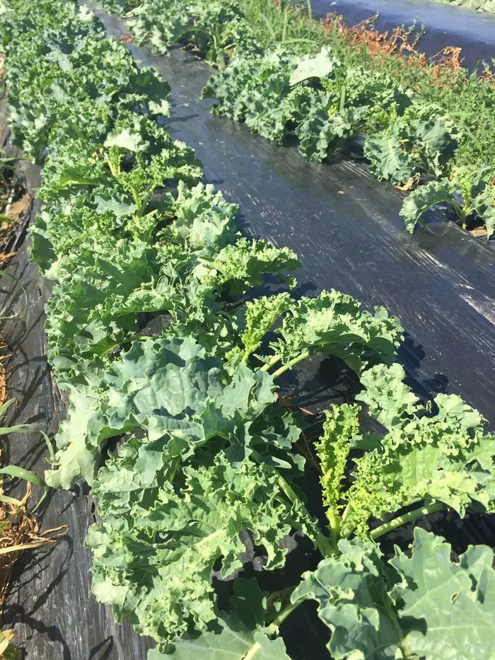 Kale in Field