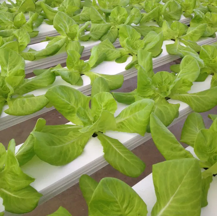 lettuce growing