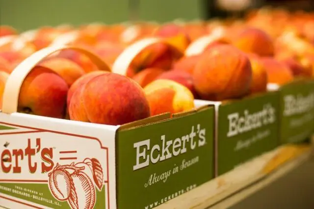 Peaches in card board containers lined up.