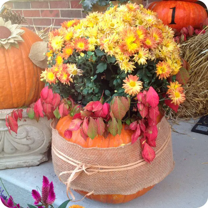 Mum in a Pumpkin
