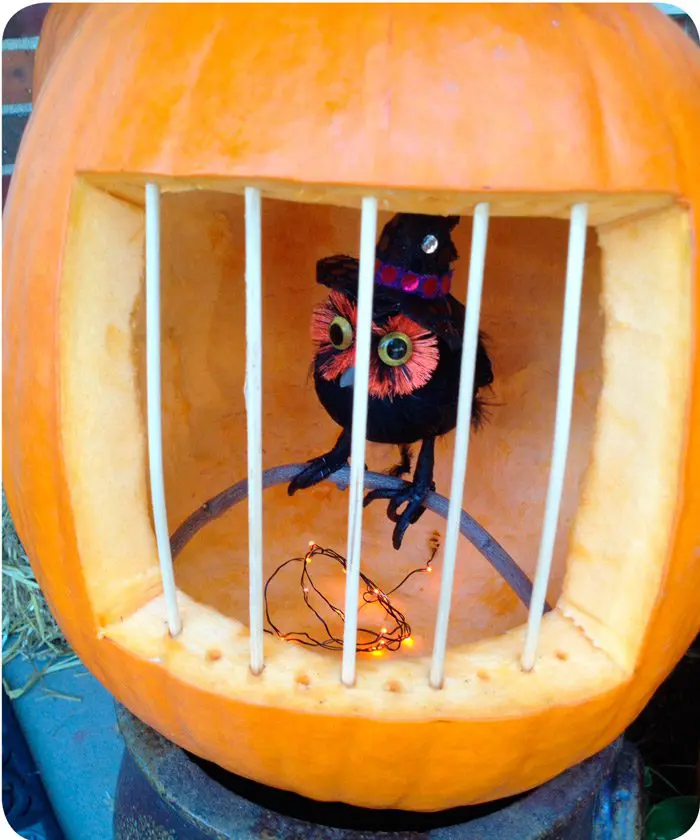 Owl Pumpkin Decoratioin
