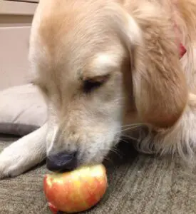 Dog Eating Apple