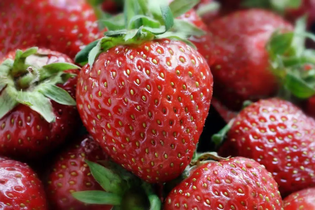homegrown strawberries