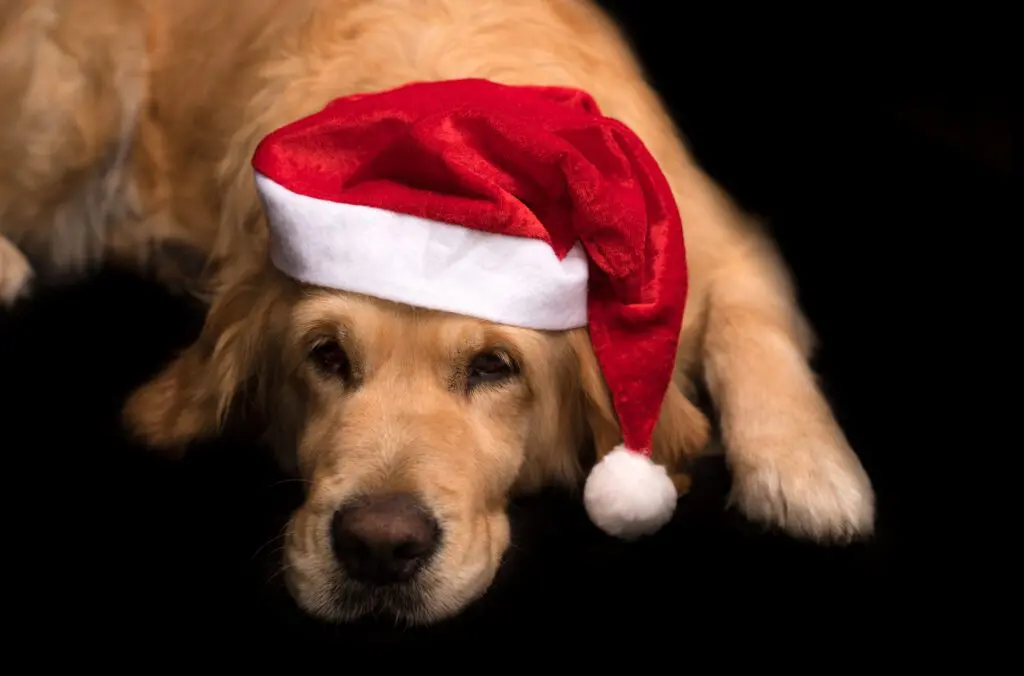 Dog with Santa hat