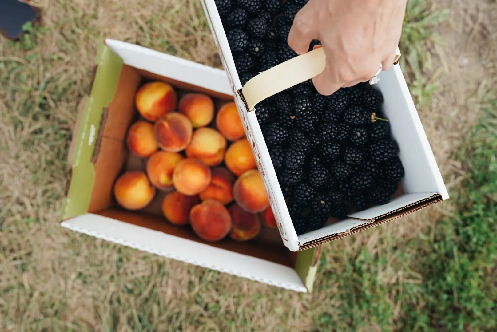 Peaches & Blackberries in containers
