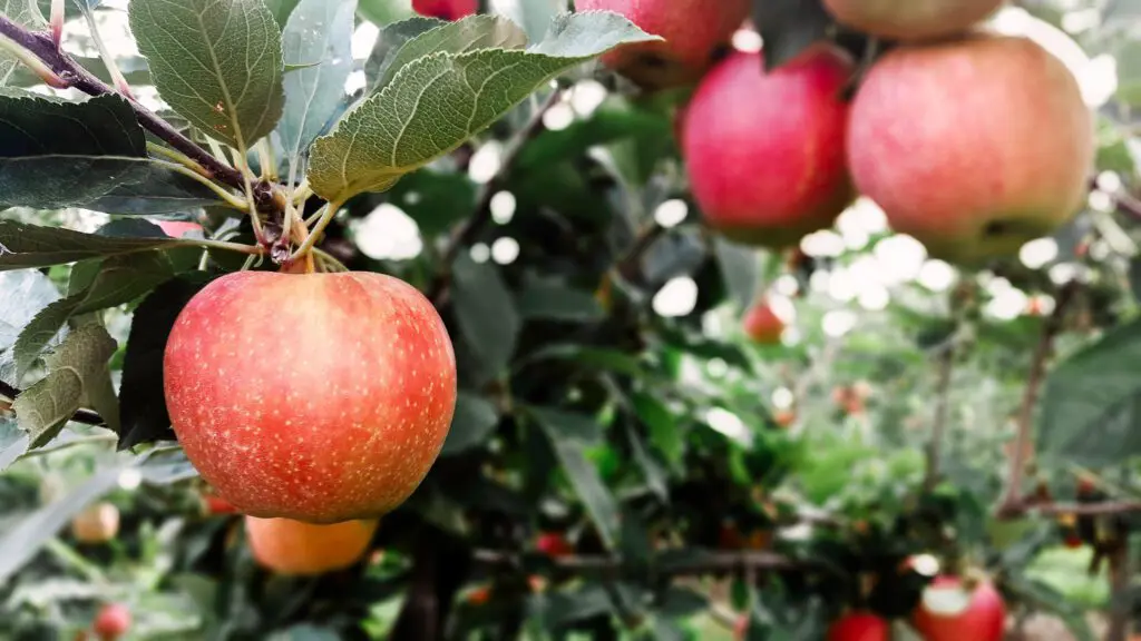 homegrown apples