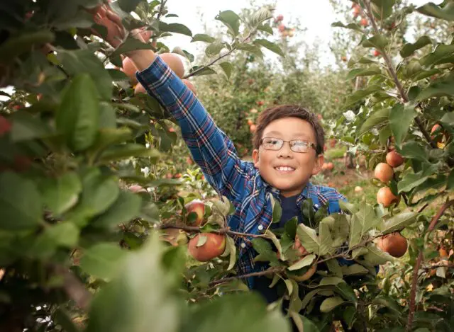 Apple Picking. Child reaching for apple in orchard.