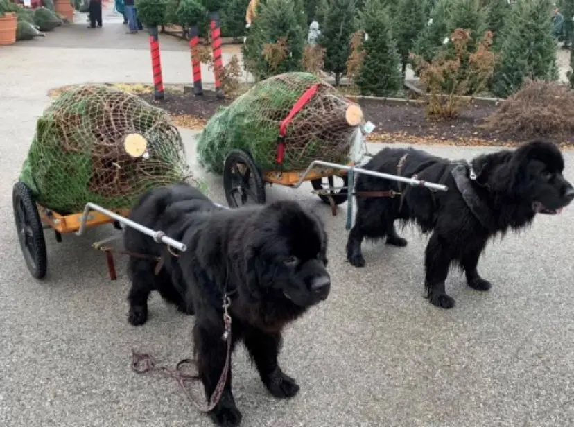 Two Newfoundland large black dogs are harnessed to small carts carrying Christmas trees.