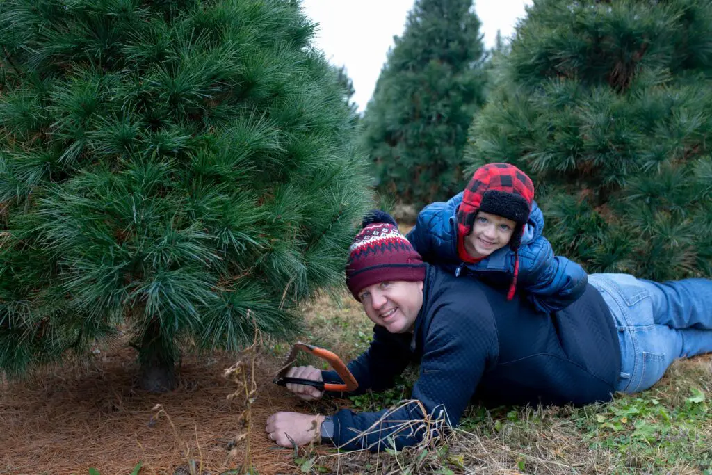 When to Take Your Christmas Tree Down. Man and son cutting Xmas tree with hand saw.