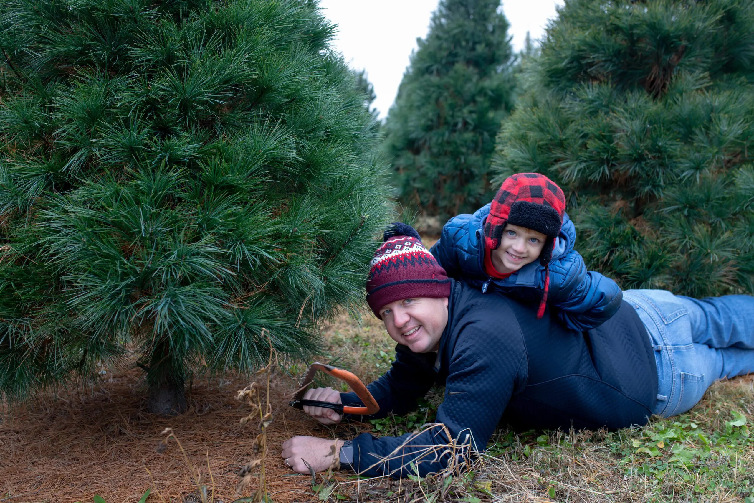 When to Take Your Christmas Tree Down. Man and son cutting Xmas tree with hand saw.