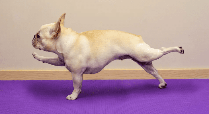 Yoga Dog - dog posing on purple mat