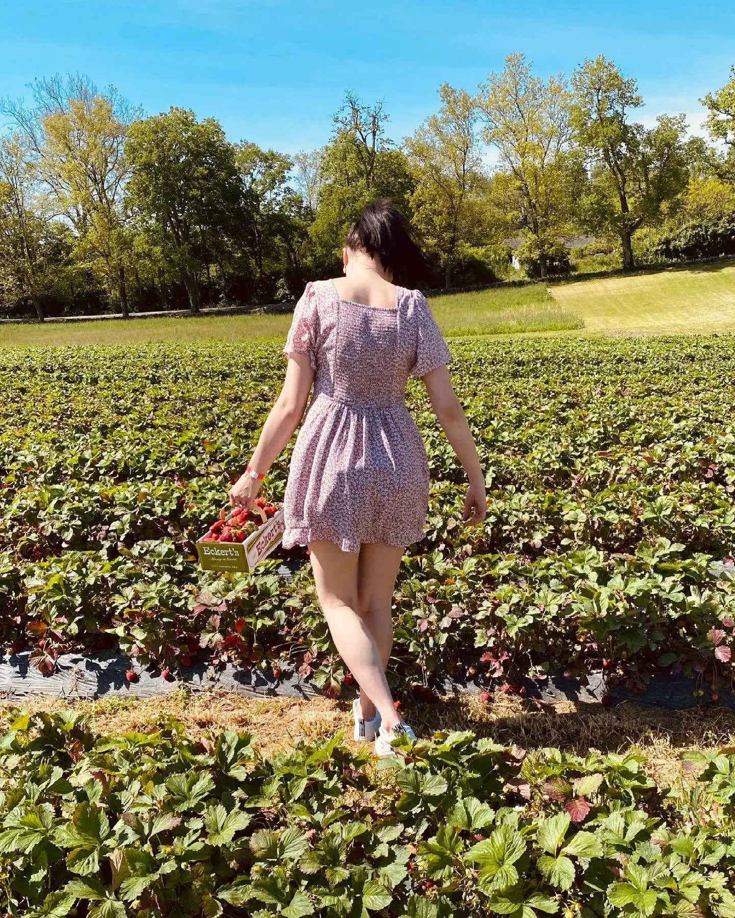 Young lady in field strawberry picking. Strawberry Fields Forever