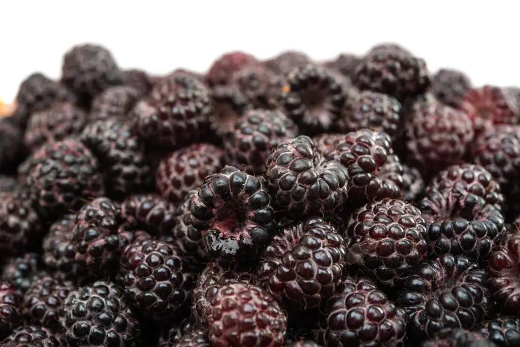 A close-up of ripe blackberries with a shallow depth of field.
