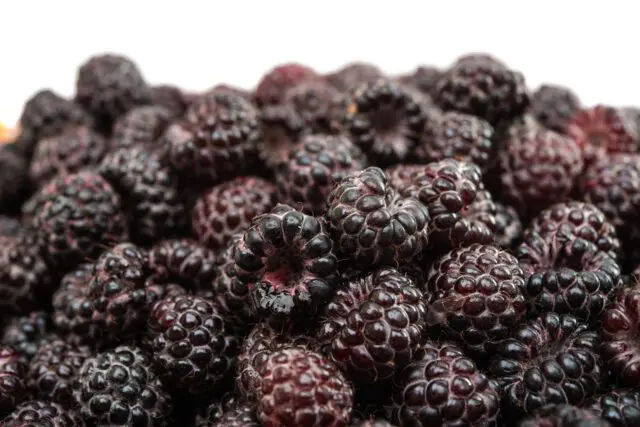 A close-up of ripe blackberries with a shallow depth of field.