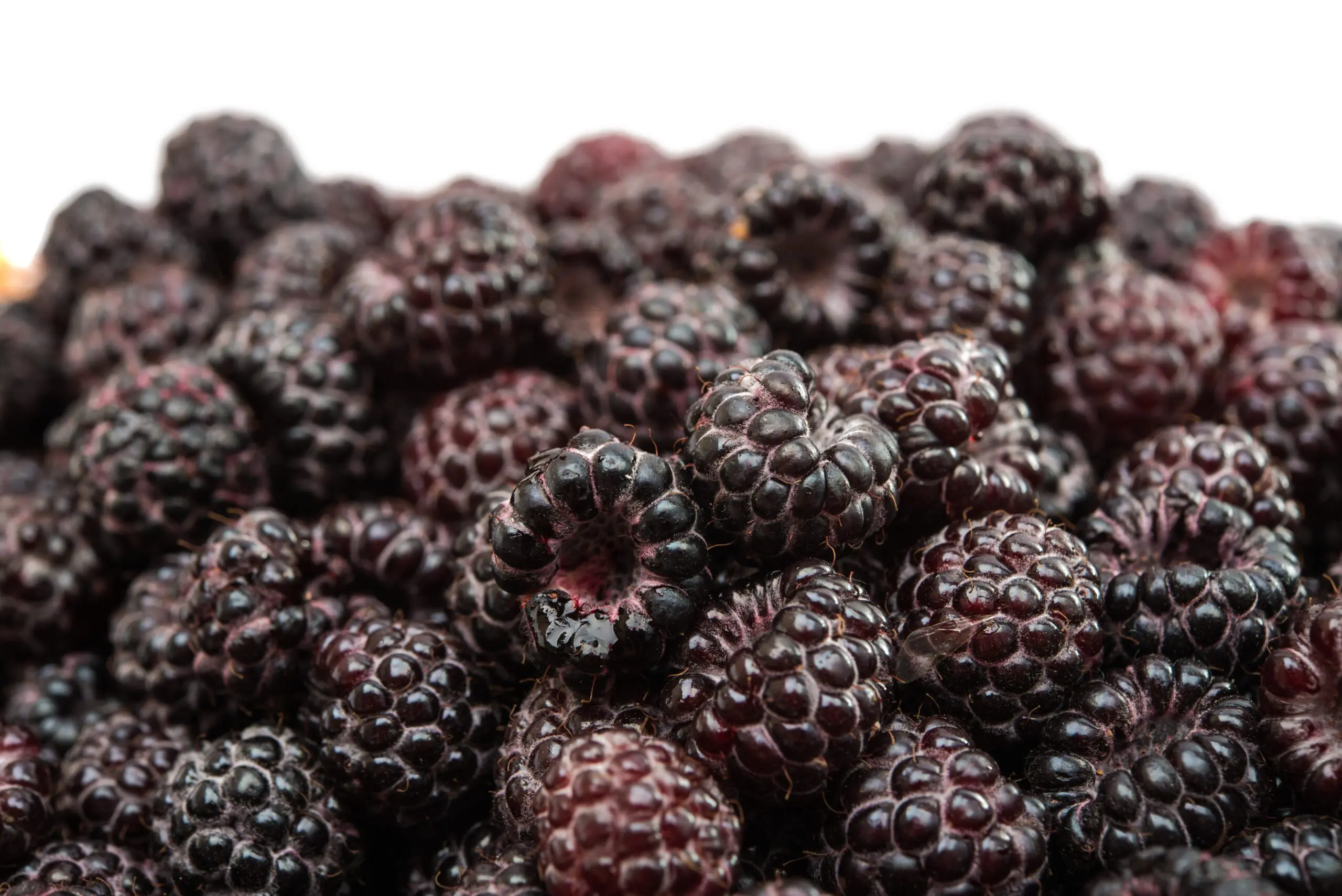 A close-up of ripe blackberries with a shallow depth of field.