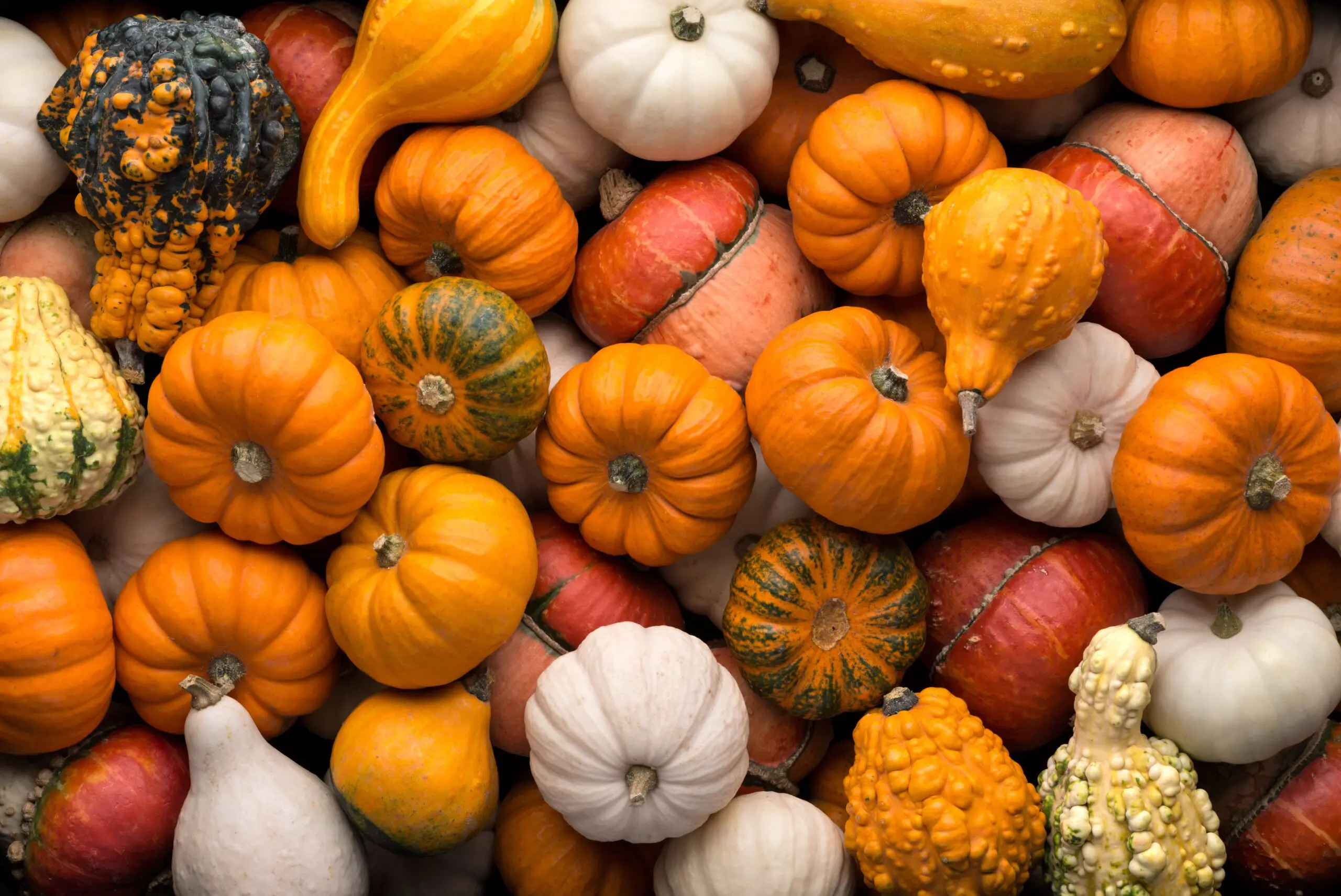 A colorful assortment of various shapes and sizes of pumpkins and gourds.