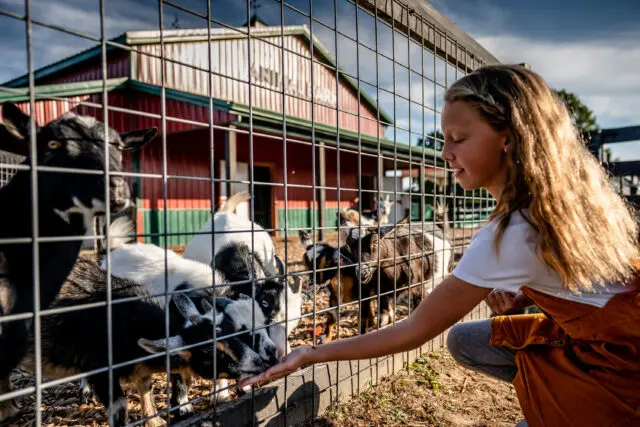 Kentucky Animal Barm with girl feeding the goats